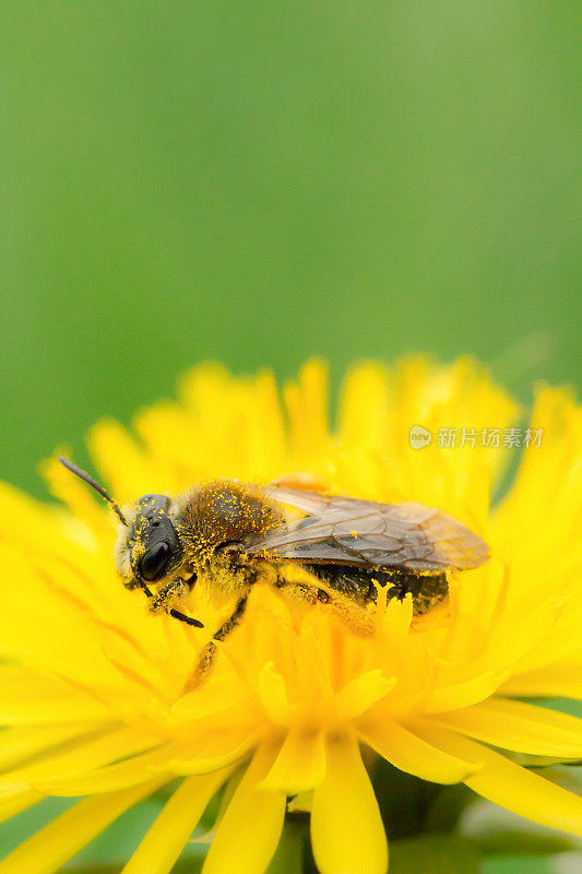 黄色花朵上装满花粉的蜜蜂