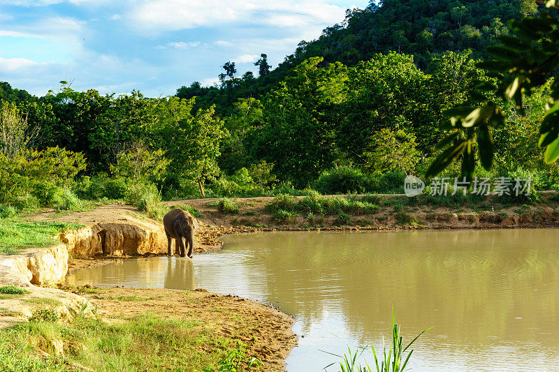 在蓝天白云的国家公园里，一只大野象正站在一个大水池里准备游泳。