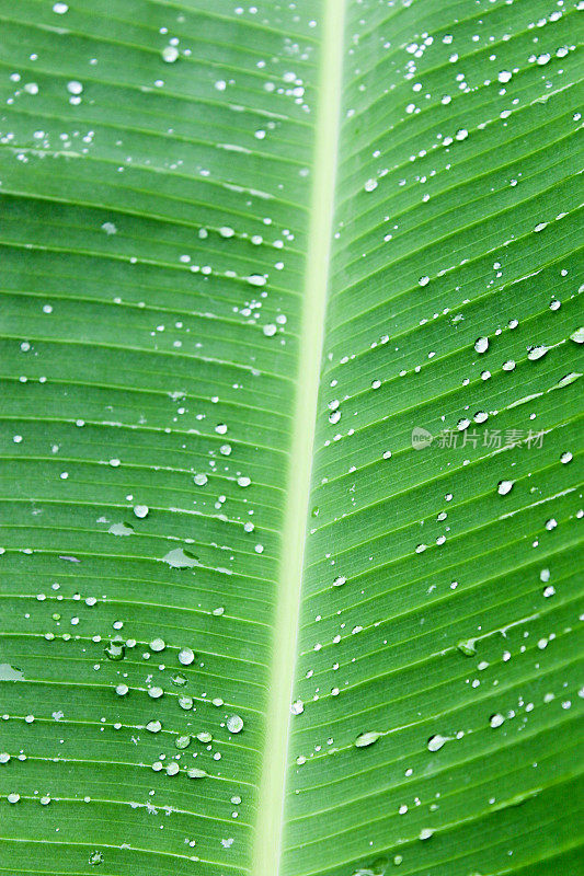 雨滴落在绿色的棕榈叶上