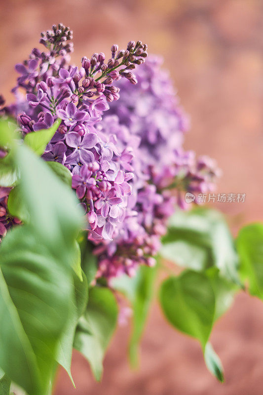 一束丁香花