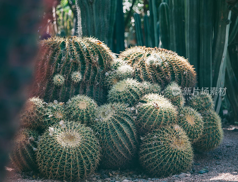 仙人掌在马拉喀什