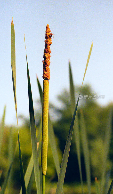 芦苇上的蜜蜂。拍摄电影