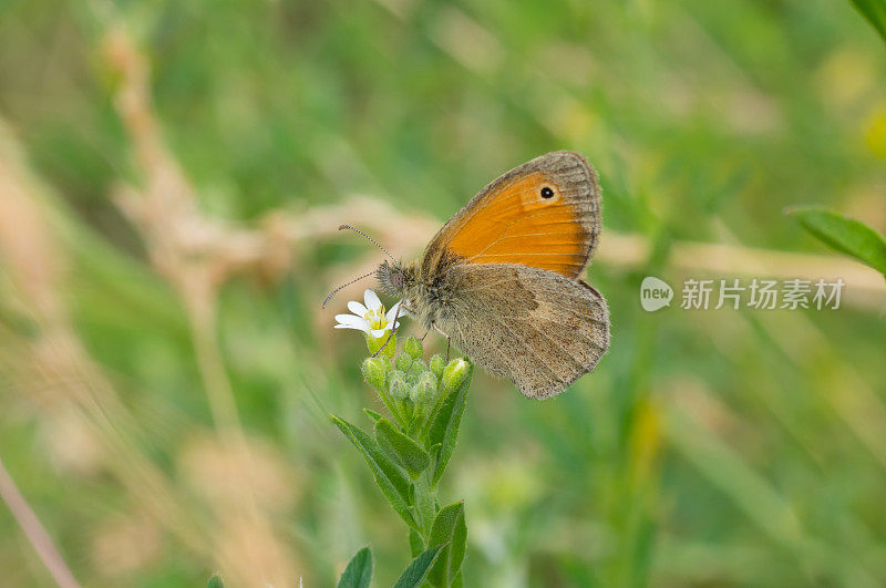 开花时，野星兰杂草上栖息的草甸褐蝶