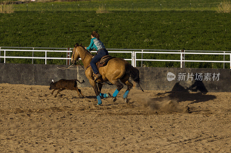 在美国犹他州盐湖城的西班牙叉用套索绳骑马和套牛的牛仔围场竞技场
