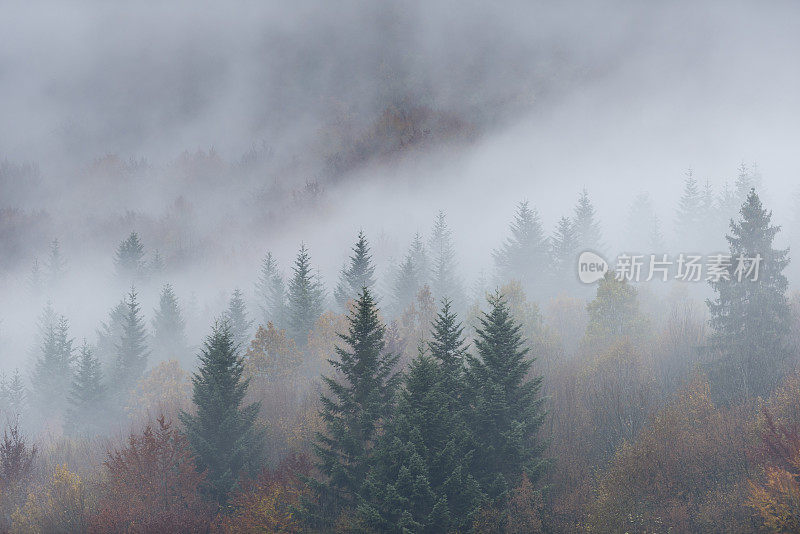 浓雾笼罩着乌克兰喀尔巴阡山脉。2018年11月