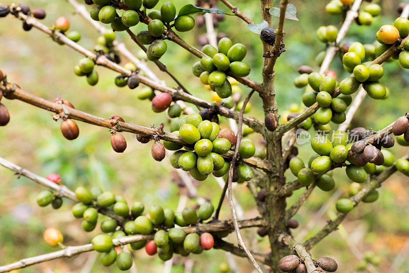 灌木与绿色有机咖啡豆