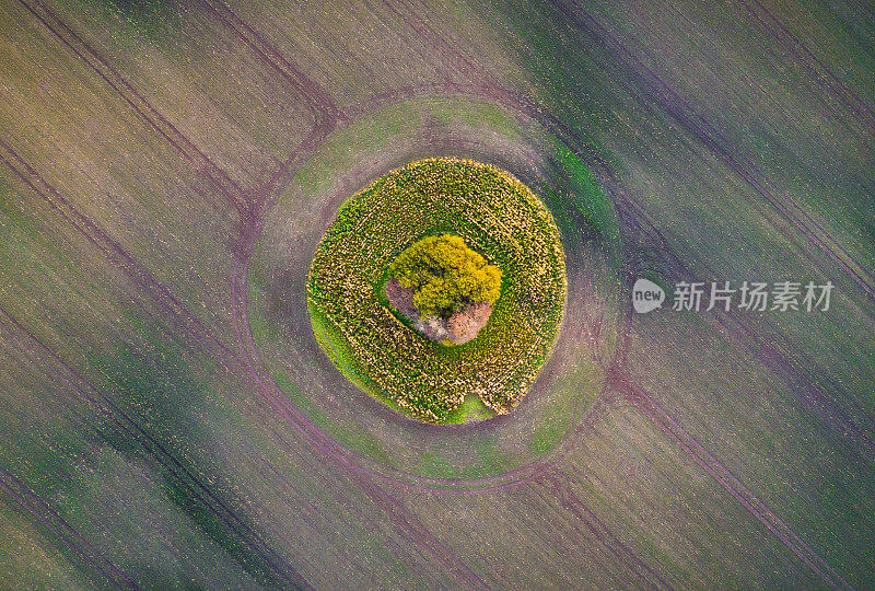 鸟瞰图麦田怪圈点和树在耕地