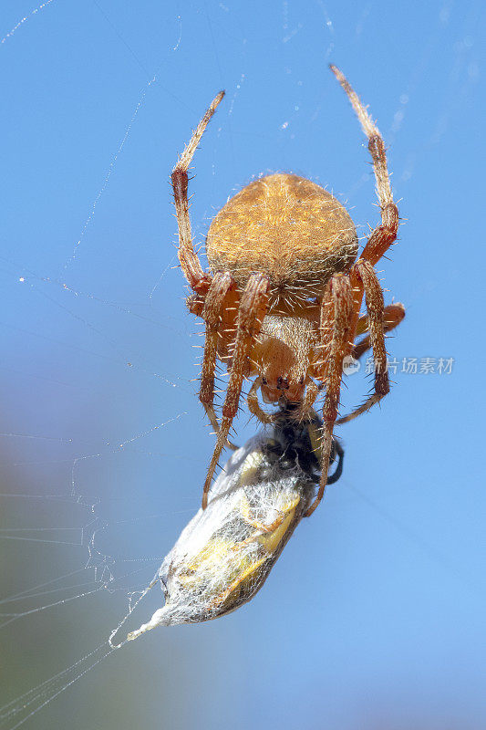 西部斑点圆织蜘蛛，新斯科纳瓦夏蜘蛛，与黄蜂