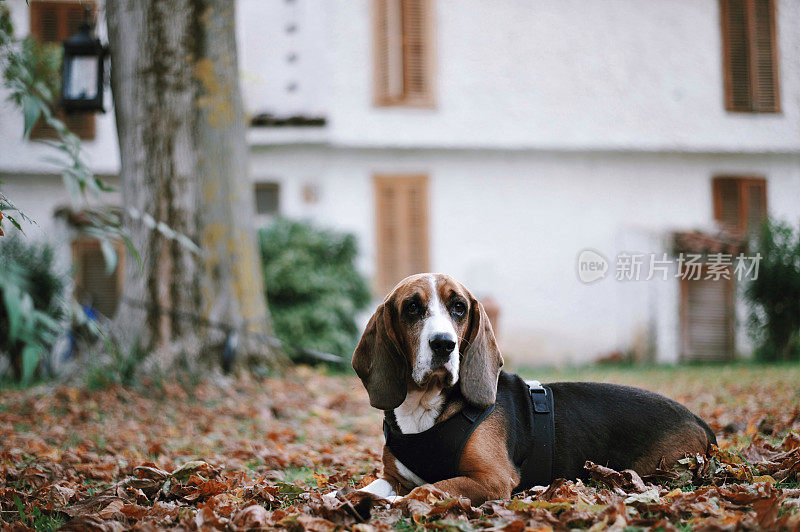 巴吉度猎犬纯种坐犬