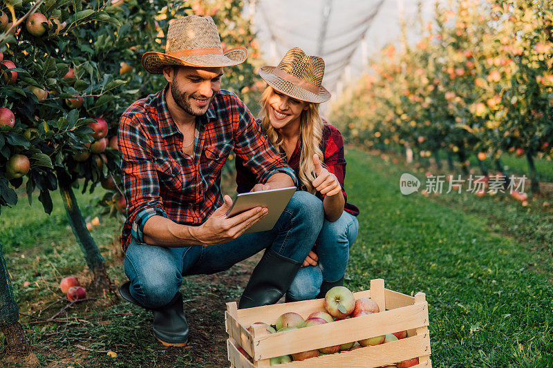 一对微笑的情侣在苹果园里使用平板电脑