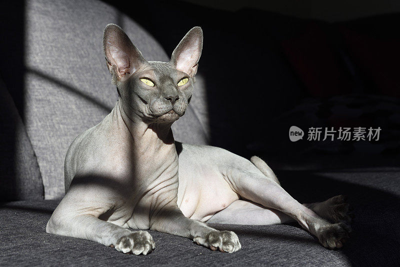 灰色sphynx猫