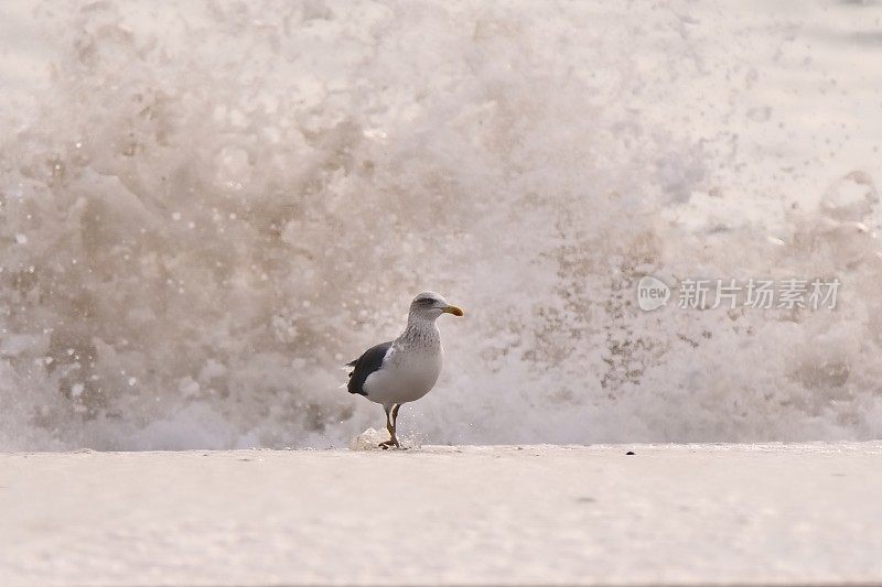 冲浪中的小黑背鸥