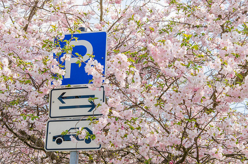 樱花盛开时的停车标志