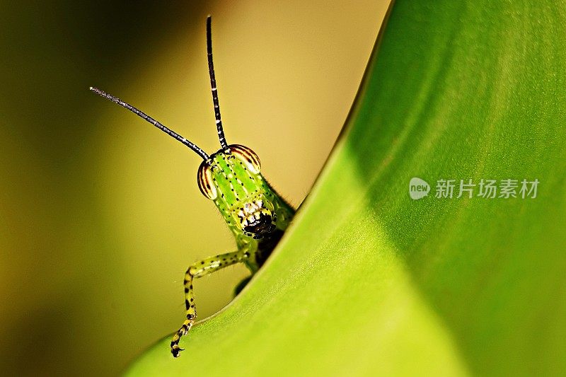 蚱蜢爬上树叶，看着镜头。