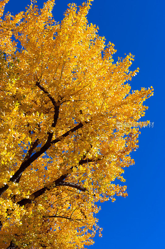 鲜艳的黄秋叶杨木;蓝色的天空背景