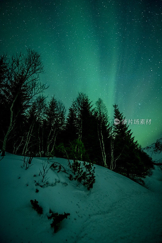 挪威罗浮敦群岛的北极光或北极光。冬季白雪皑皑，星空下的北极光