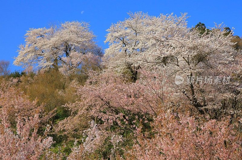 福岛县花宫山泉