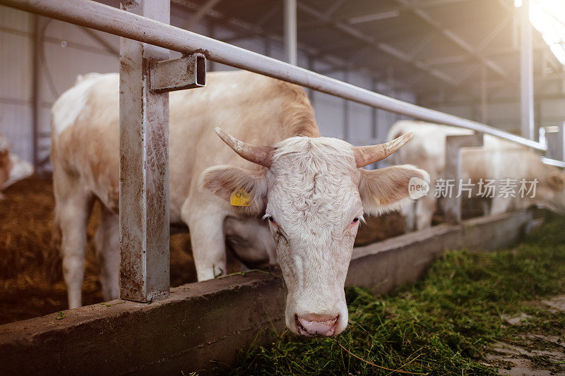 奶牛在奶牛场的谷仓里