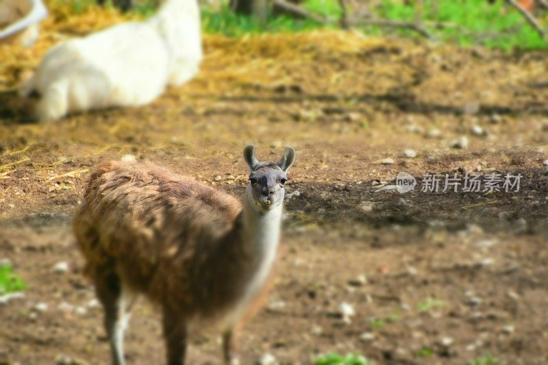 羊驼叫