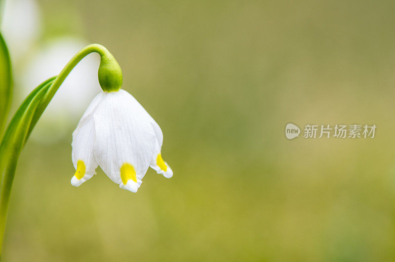 夏天的雪花