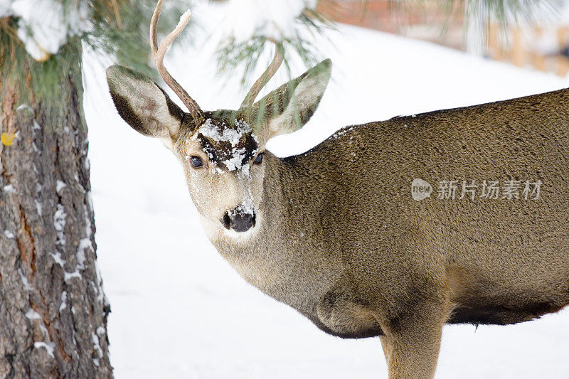 雪中的骡鹿