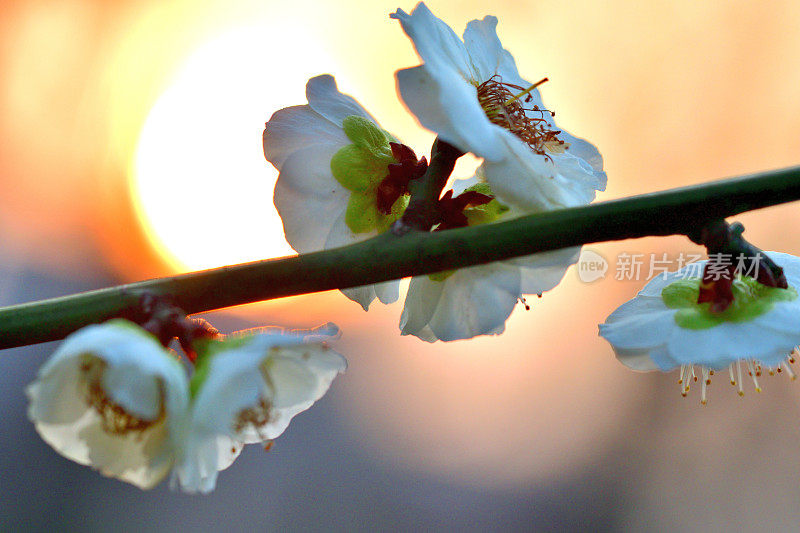 《白梅花与日落》，摄于东京公共公园