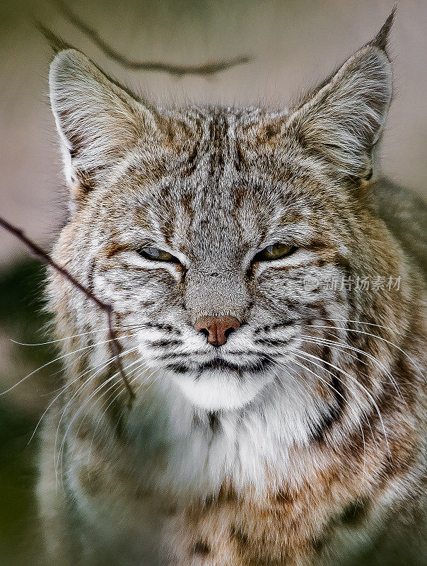 山猫猎兔子