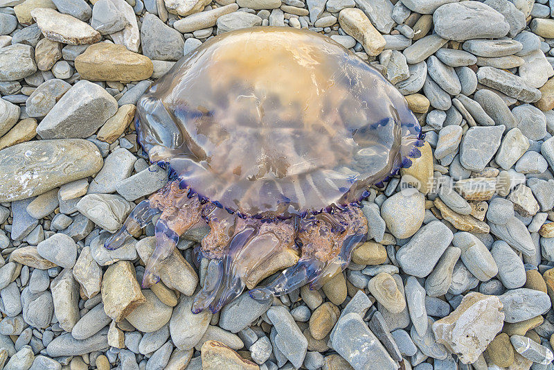 海滩上巨大的水母