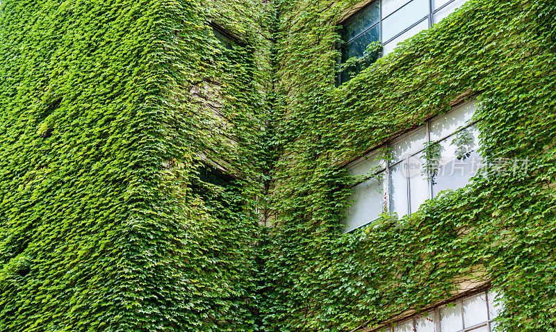 绿色植物生长在建筑的墙上