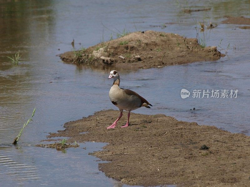 奥利凡特河，克鲁格国家公园，南非