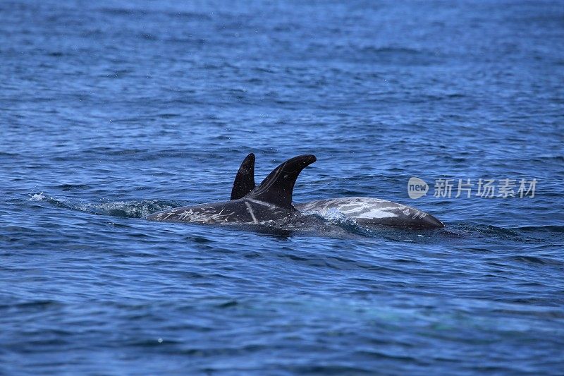 美国加利福尼亚州蒙特雷湾的海洋哺乳动物