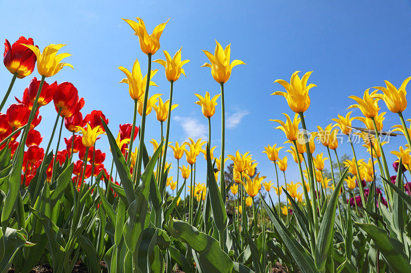 田野里盛开着五颜六色的郁金香，包括黄色的百合。
