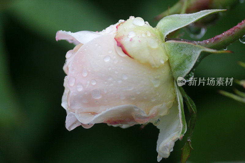 花白玫瑰的形象与水滴生长在花园里的雨露，芳香的白玫瑰灌木花蕾，花瓣与模糊的园艺背景，浪漫的束玫瑰花瓶，情人节，插花，婚礼花束