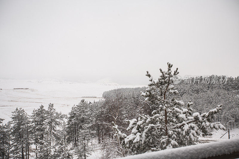 降雪期间的松果