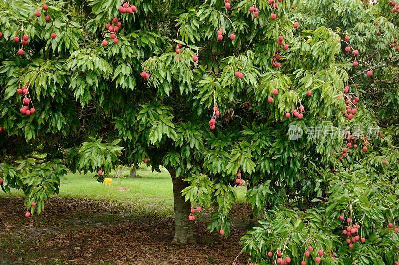 荔枝果树。荔枝sinensis