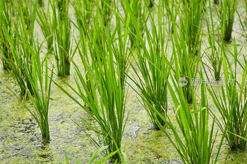 绿色水稻植株的特写