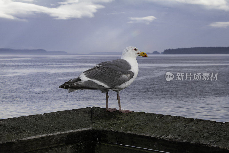 温哥华岛