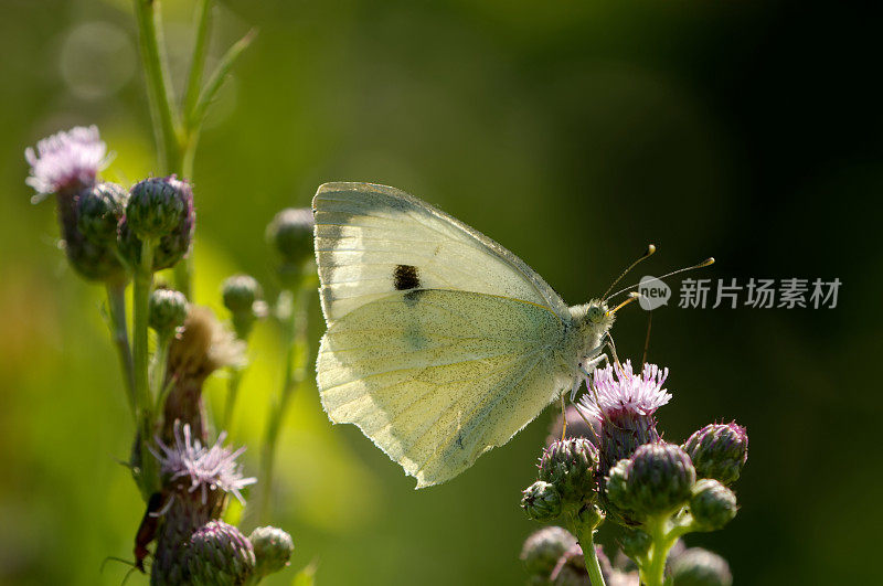 白菜蝴蝶（皮耶里斯黄铜）