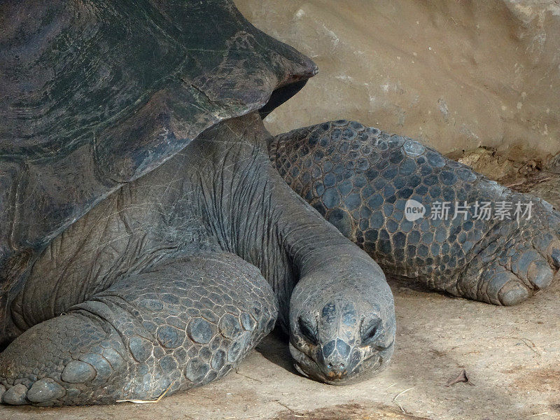 来自厄瓜多尔加拉帕戈斯群岛的巨型陆龟爬行动物的特写照片，身长超过一米，龟壳，昏昏欲睡的脸，长长的脖子，有鳞的腿，巨型陆龟在下午的阳光下睡觉，在塞舌尔，已经100岁了