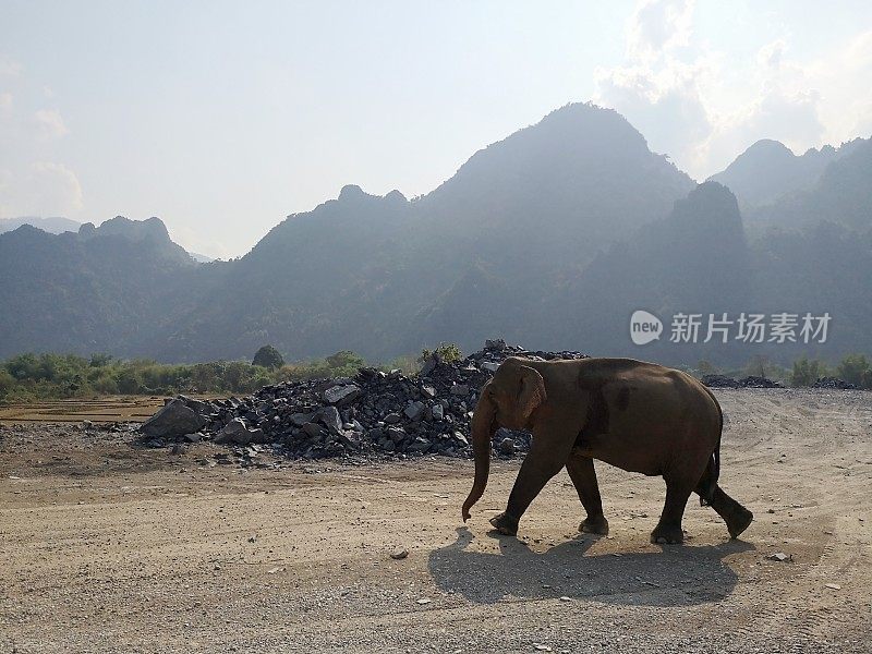 老挝万荣的大象