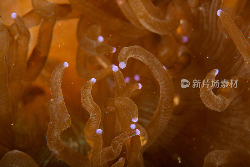 热带水族馆，热带水域海葵大近距离触须