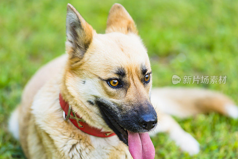 美丽的比利时玛利诺犬在自家院子里休息。