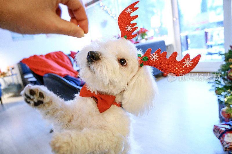装扮成驯鹿的狗在圣诞节得到一块饼干