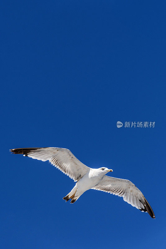 一只白色的海鸥在希腊的蓝天上飞翔