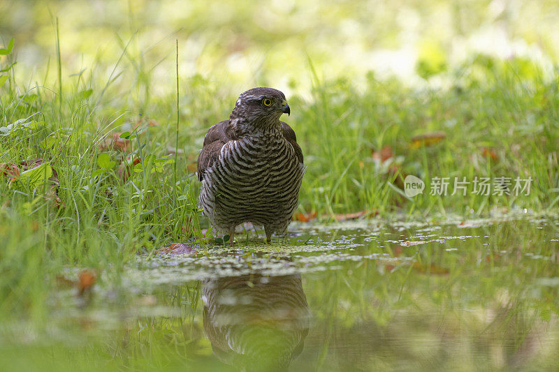 Sparrowhawk(猛禽努力)