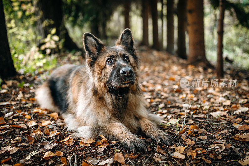 德国大型雌性牧羊犬