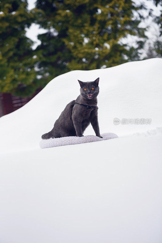 雪猫