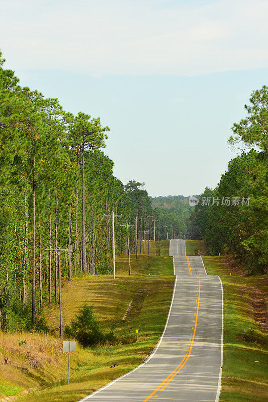 两条车道的道路蜿蜒在松林中的丘陵地带