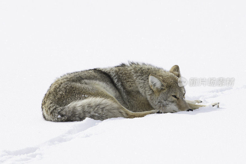 在黄石公园拉马尔山谷的雪地上睡觉的郊狼