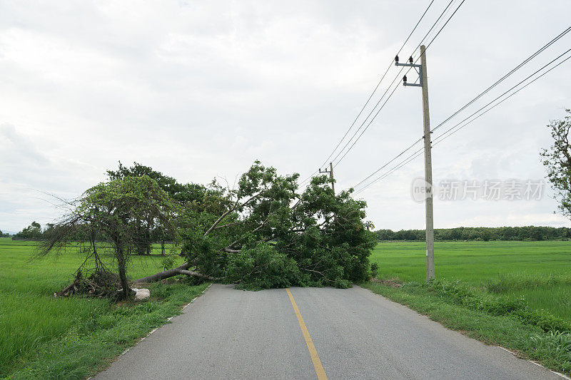 一棵大树倒下挡住了路